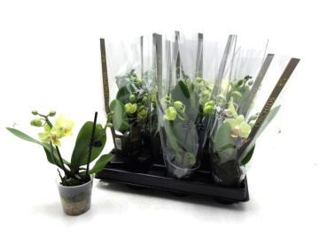 Mini Phalaenopsis 2 Rispen gelb