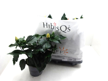 Hibiscus r.s. Mix