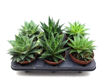 Succulenten Mix