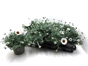 Rhodanthemum hosm. weiß