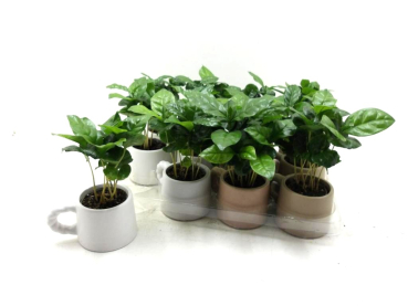 Mini Coffea in Tasse