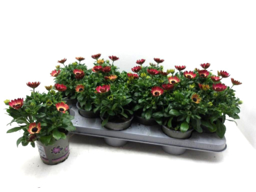 Osteospermum rot-gelb