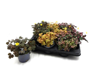 Oxalis Mix
