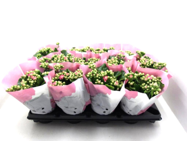 Kalanchoe gefüllt pink