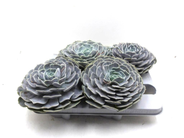 Echeveria Pollux