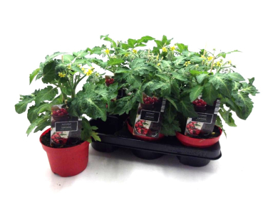 Solanum lycopersicum rot