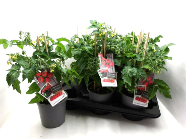 Solanum lycopersicum Cherrytomate