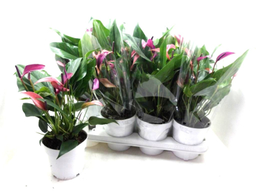 Anthurium 'Zizou' lila