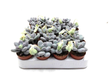 Mini Pachyphytum oviferum