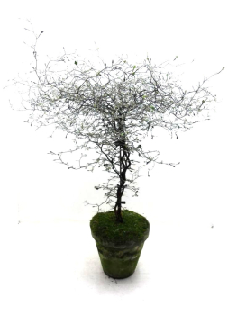 Corokia cotoneaster Tontopf