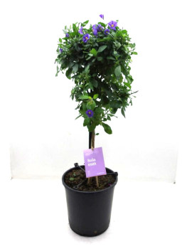 Solanum ranton. Stamm blau