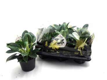 Philodendron "White Measure"