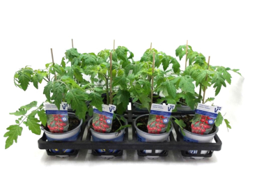 Tomate veredelt "Sanvitos/Favorita"