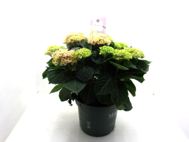 Hydrangea "Magical Revolution" Busch rosa