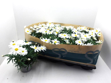 Chrysanthemum  frut. "Giga White"