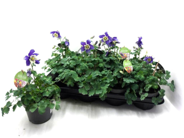 Aquilegia caer. blau