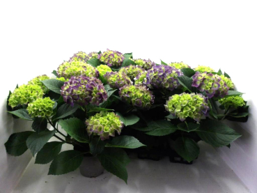 Hydrangea macr. lilablau