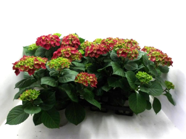 Hydrangea macr. rot