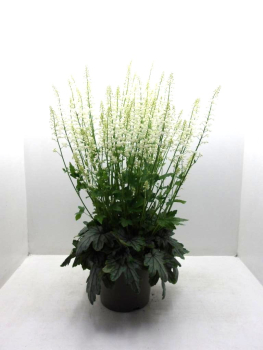 Heucherella Kübel weiß