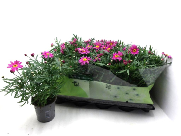 Argyranthemum  frut. pink