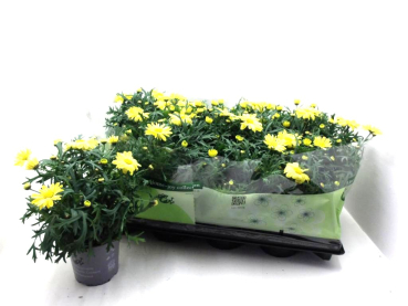 Argyranthemum  frut. gelb