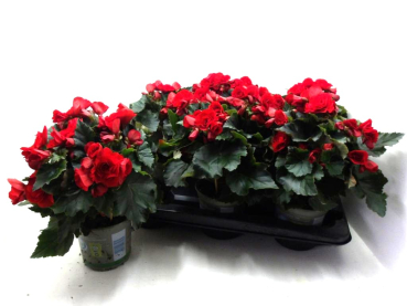 Begonia elatior rot