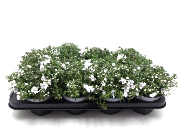 Phlox subulata weiß