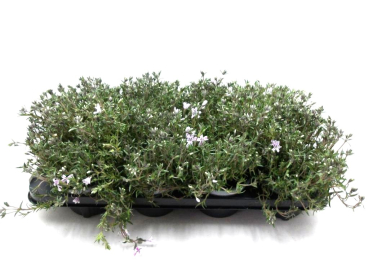 Phlox subulata rosa-weiß gestreift