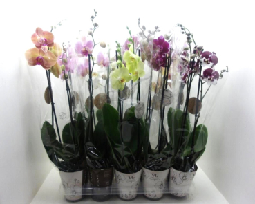 Phalaenopsis 2 Rispen Mix