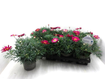 Argyranthemum frut. pink