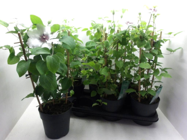 Clematis Spalier weiß