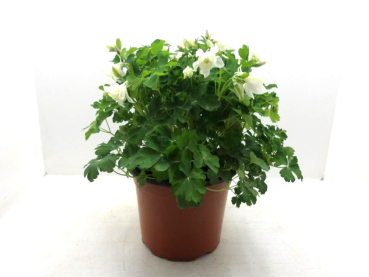 Aquilegia Kübel weiß