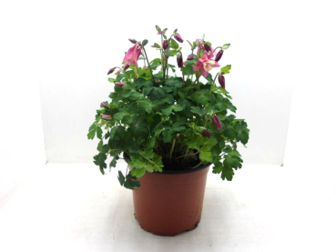 Aquilegia Kübel rosa
