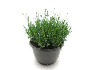 Lavandula ang. Kübel weiß