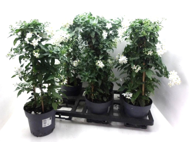 Solanum jasm. Pyramide