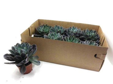 Echeveria "Blue Princess"