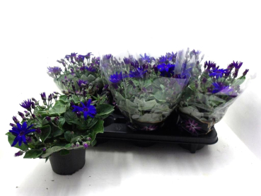 Pericallis "Senetti" blau