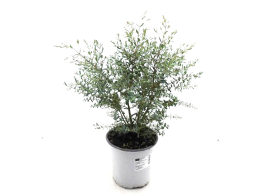 Eucalyptus "France Bleu" Busch