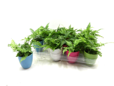 Mini Farne im Übertopf