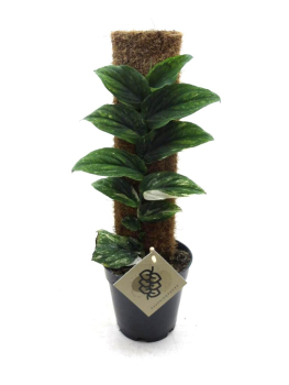 Raphiodophora an Kletterstab