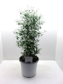 Euphorbia "Diamond Frost" Säule