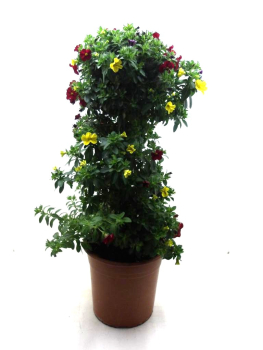 Calibrachoa Trio Säule