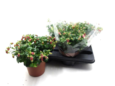 Kalanchoe  'Dream Bells'