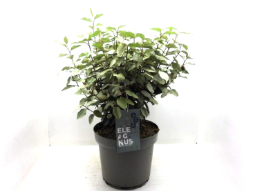 Eleagnus ebbingei Busch