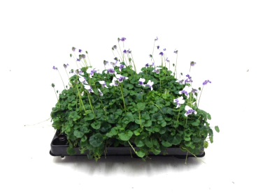Mini Viola hederacea