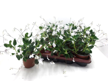 Streptocarpus saxorum weiß