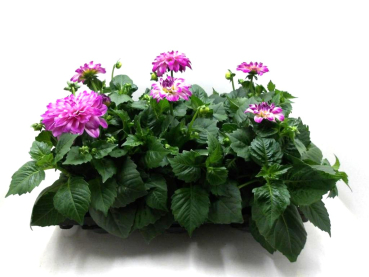 Dahlia Pink-/Lilatöne