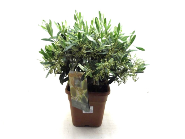 Olea europea Busch