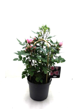 Rosen  Doppelbogen rosa