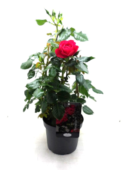 Rosen Doppelbogen rot
